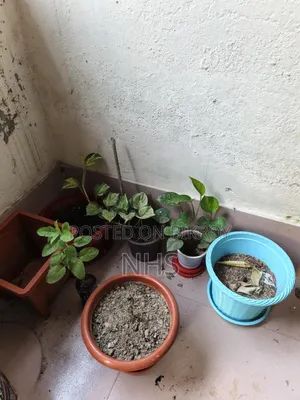 Flower plants with tub setup will be sold
