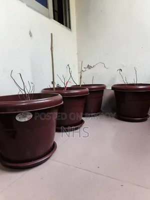 Flower plants with tub setup will be sold