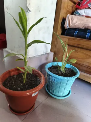 Flower plants with tub setup will be sold