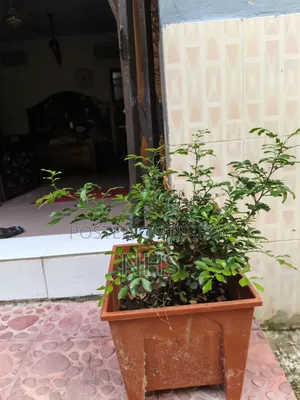 Flower plants with tub setup will be sold