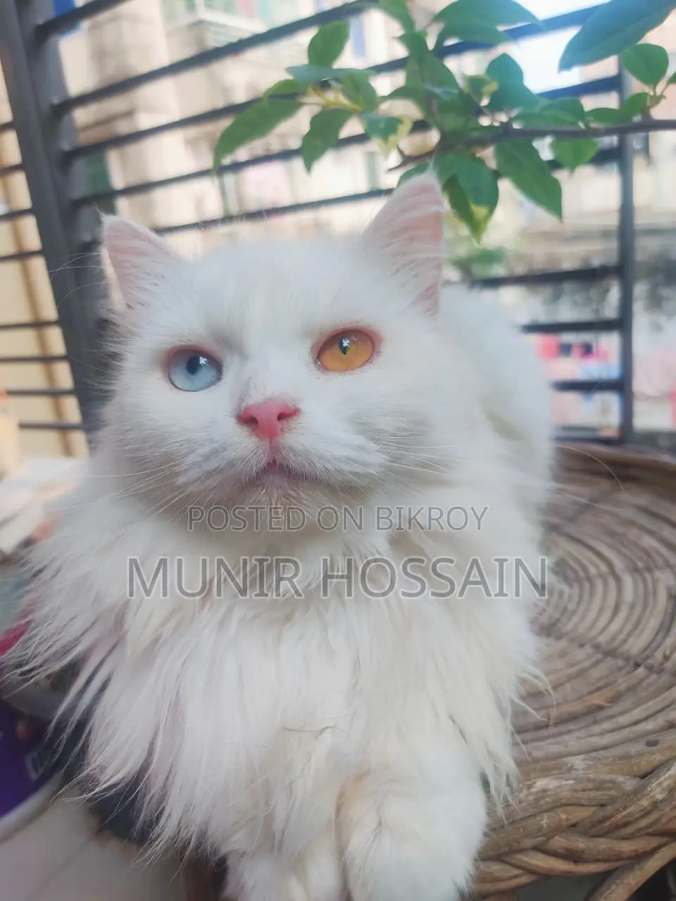 1+ Year Female Purebred Persian