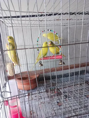 লোটিনো বাজরিকার পাখি