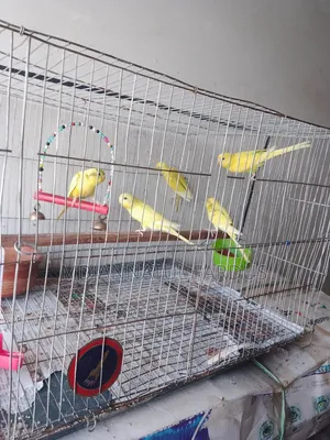 লোটিনো বাজরিকার পাখি