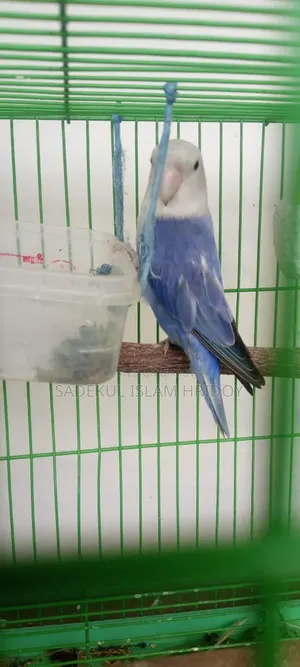 লাভ বার্ডস পাখি বিক্রি
