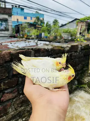 লুটিনো ককাটেল বেবি