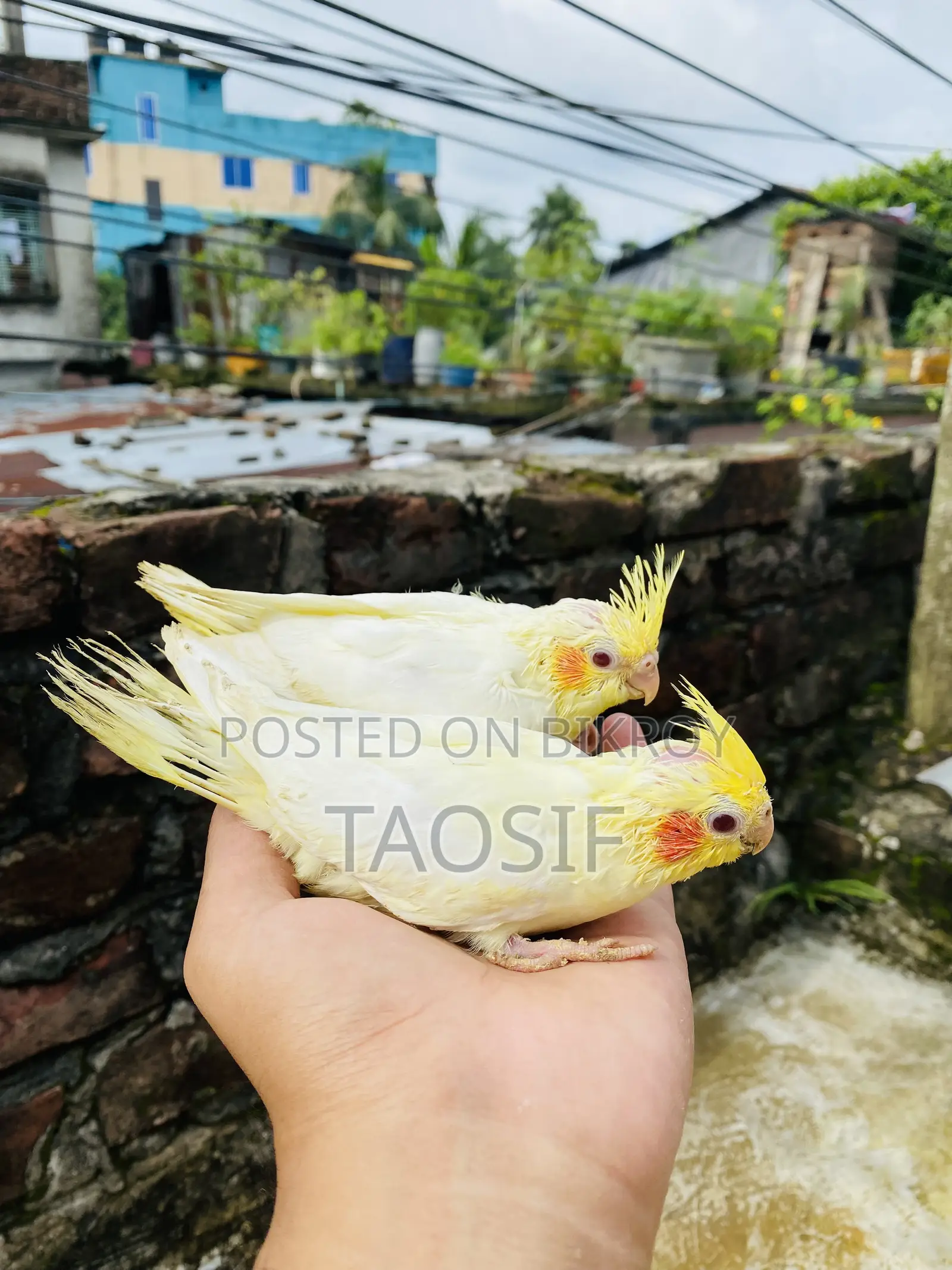 লুটিনো ককাটেল বেবি
