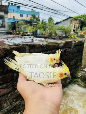 লুটিনো ককাটেল বেবি