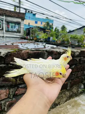 লুটিনো ককাটেল বেবি