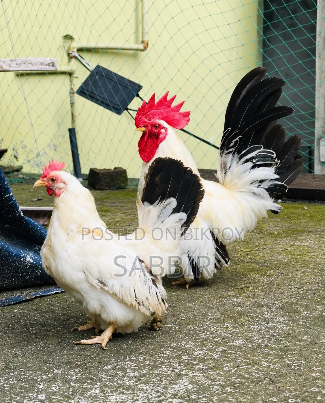 Japanese Bantam Pair