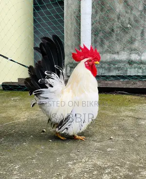 Japanese Bantam Pair