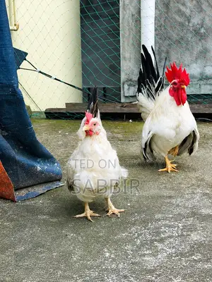 Japanese Bantam Pair