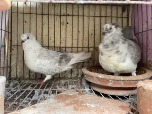 If you are willing to take it, please knock me