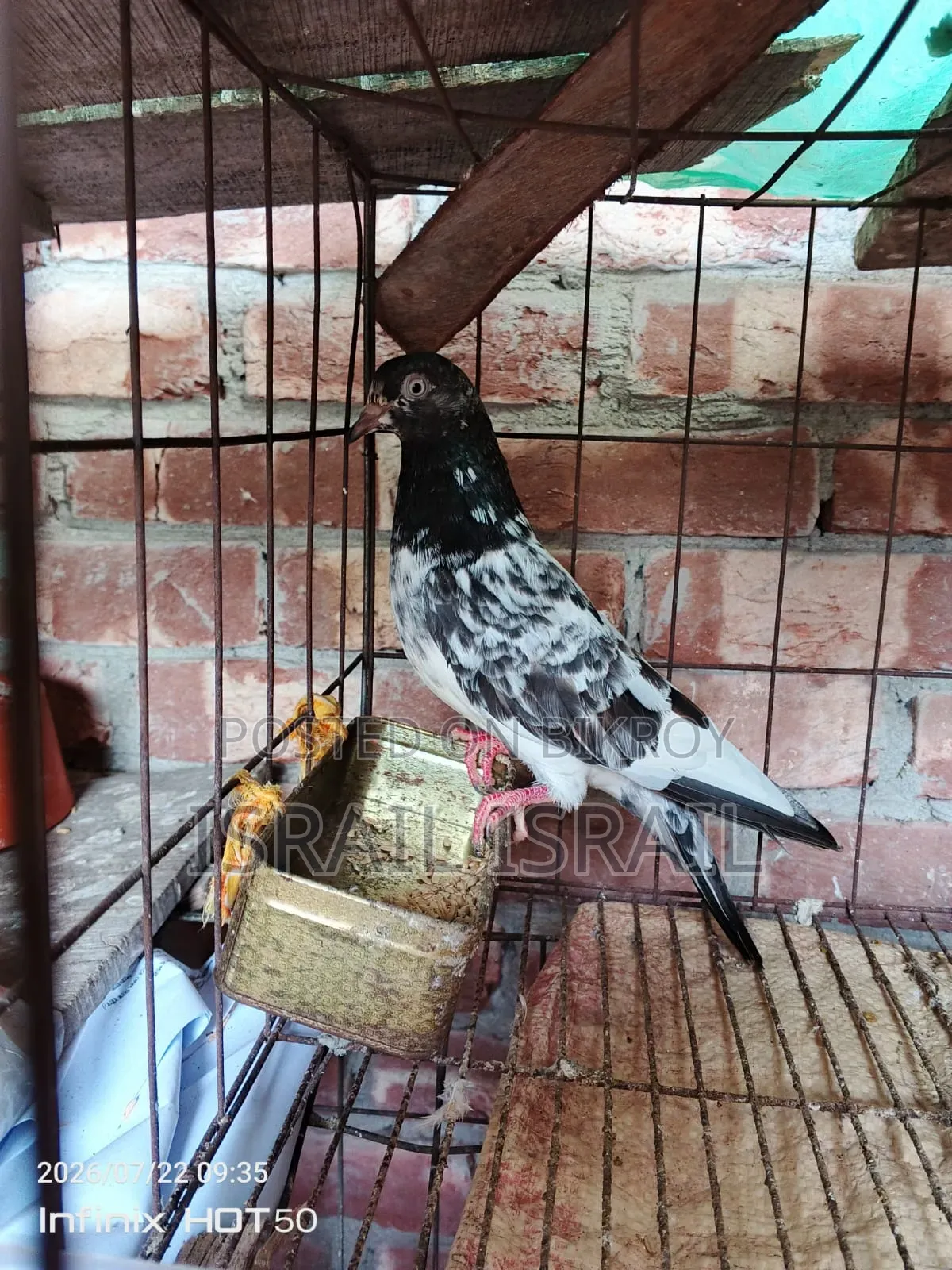 Pakistani Teddy Maya Pigeon