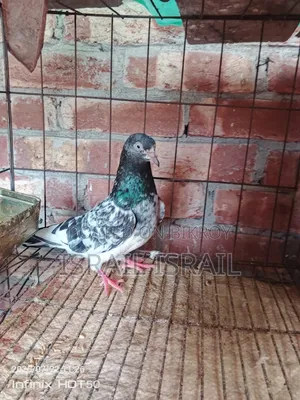 Pakistani Teddy Maya Pigeon