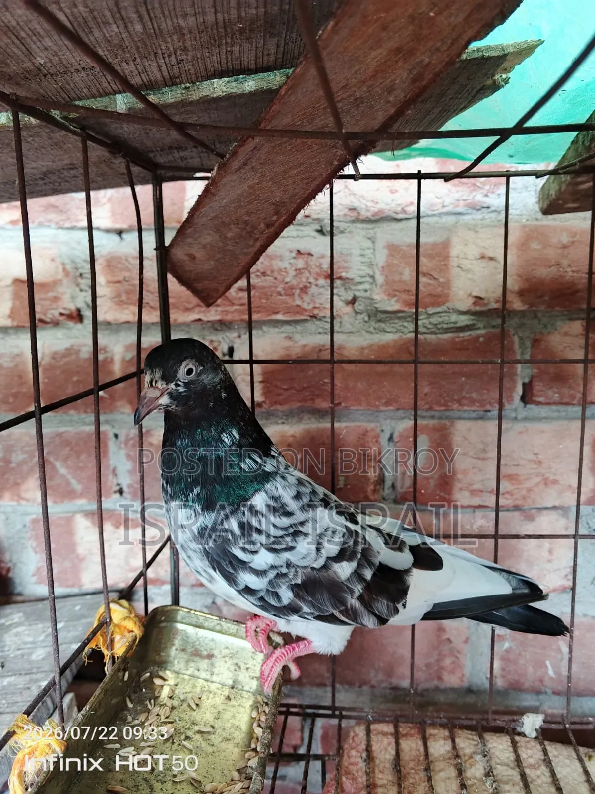 Pakistani Teddy Maya Pigeon