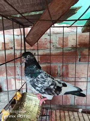 Pakistani Teddy Maya Pigeon