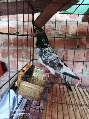 Pakistani Teddy Maya Pigeon