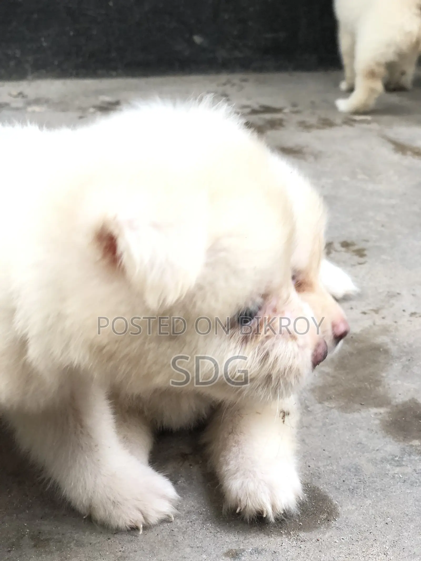 0-1 Month Male Purebred Japanese Spitz