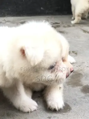 0-1 Month Male Purebred Japanese Spitz