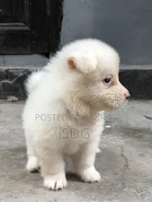 0-1 Month Male Purebred Japanese Spitz