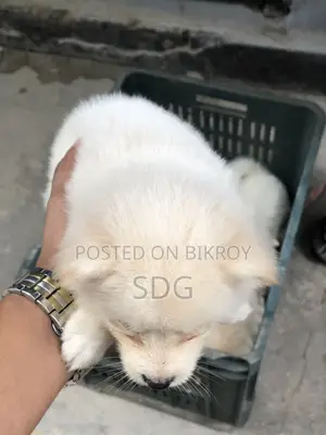 0-1 Month Male Purebred Japanese Spitz