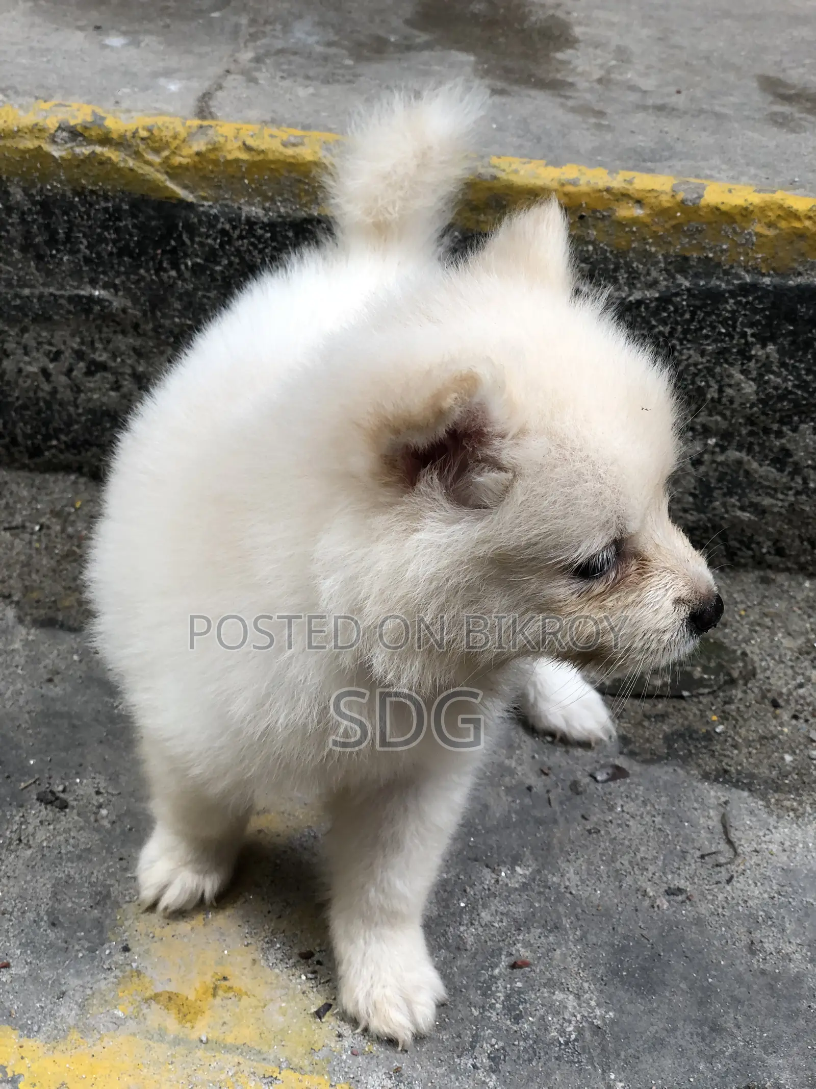 0-1 Month Male Purebred Japanese Spitz