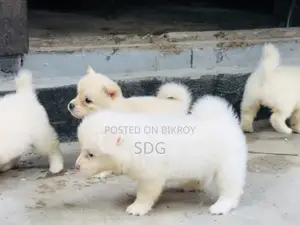 0-1 Month Male Purebred Japanese Spitz