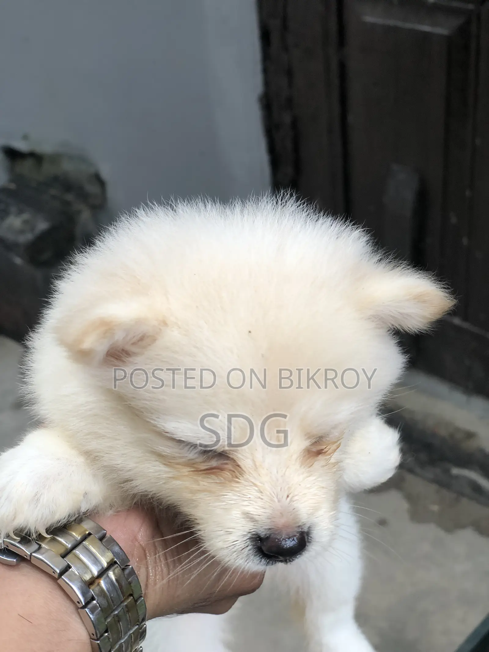 0-1 Month Male Purebred Japanese Spitz