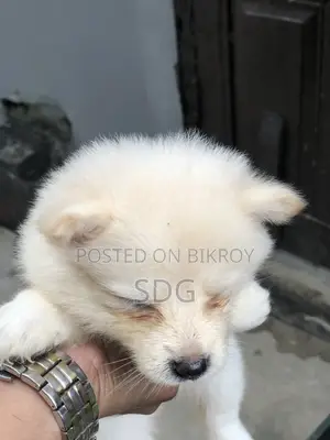 0-1 Month Male Purebred Japanese Spitz