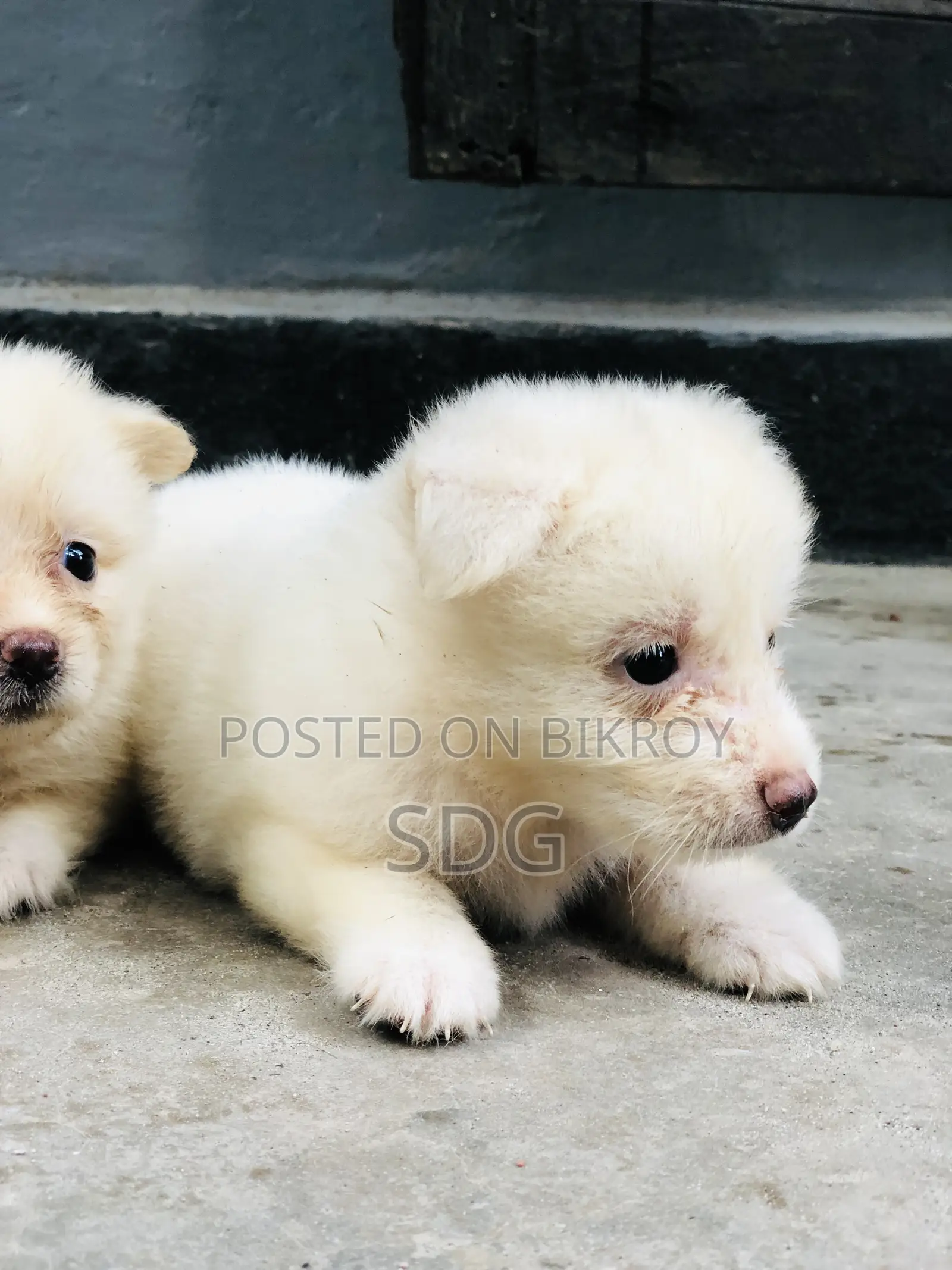 0-1 Month Male Purebred Japanese Spitz