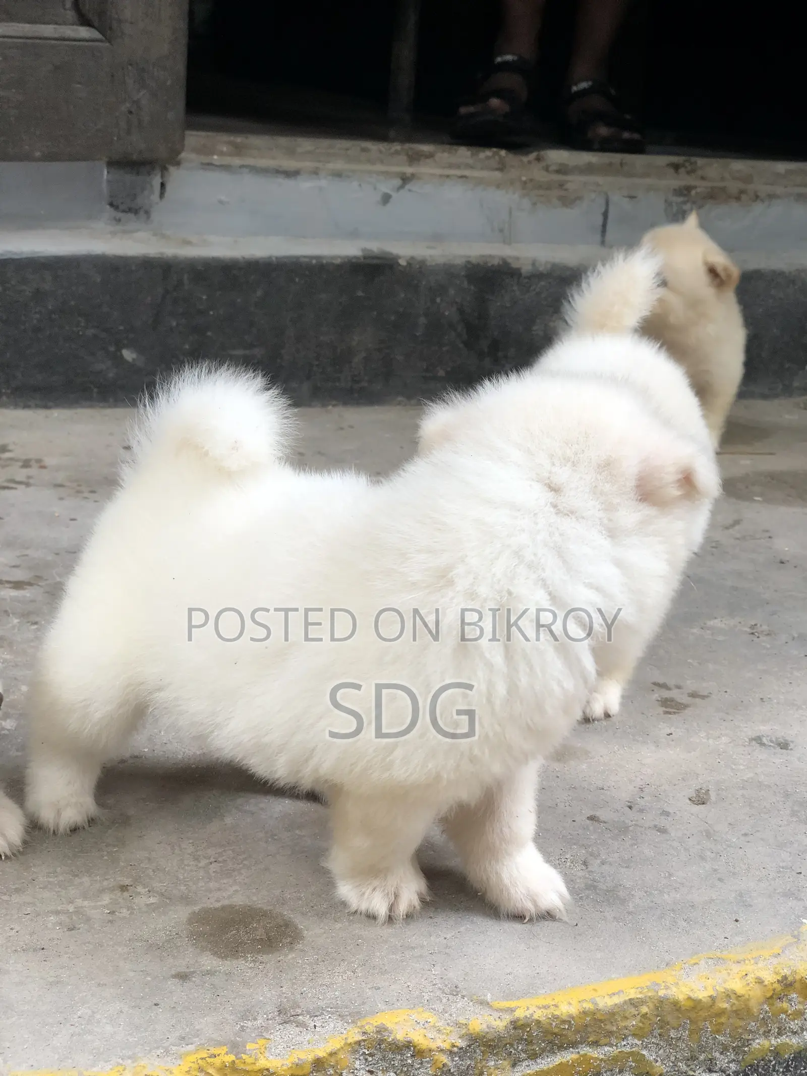 0-1 Month Male Purebred Japanese Spitz