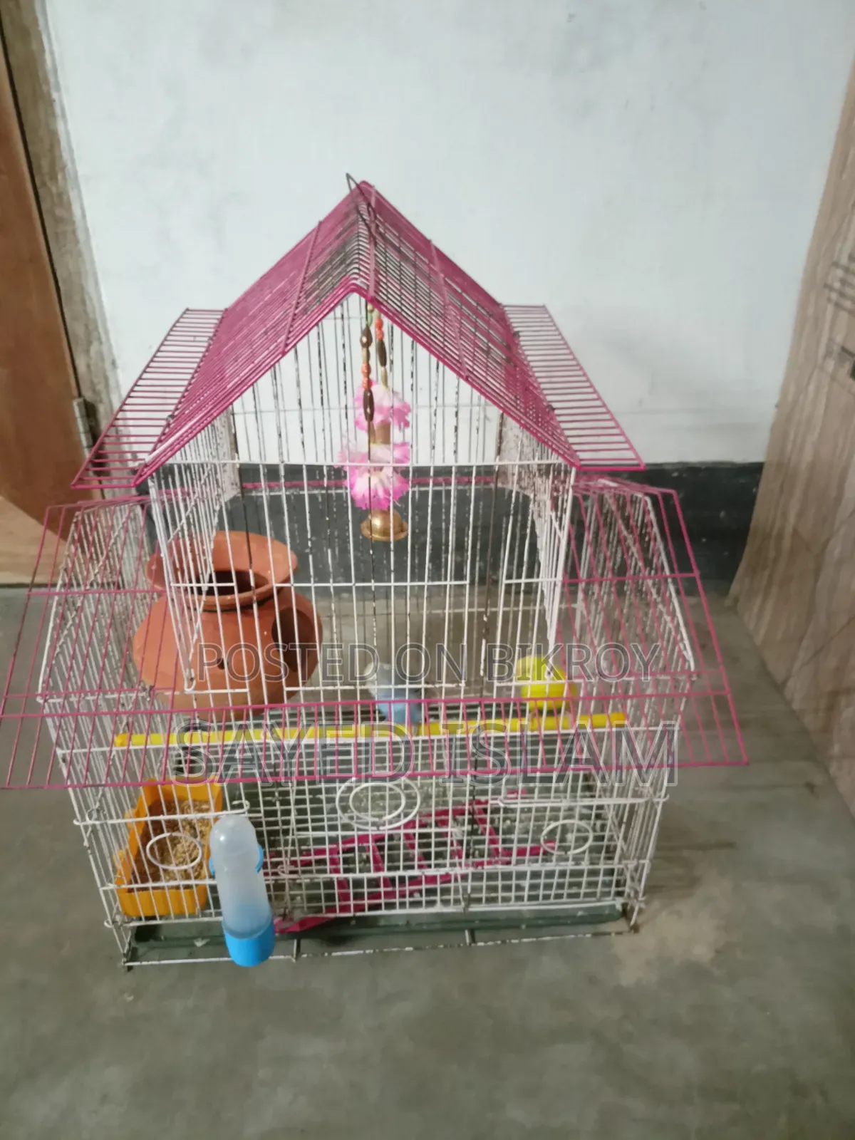 Budgerigar Birds