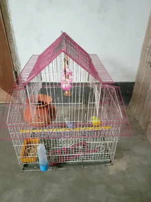 Budgerigar Birds