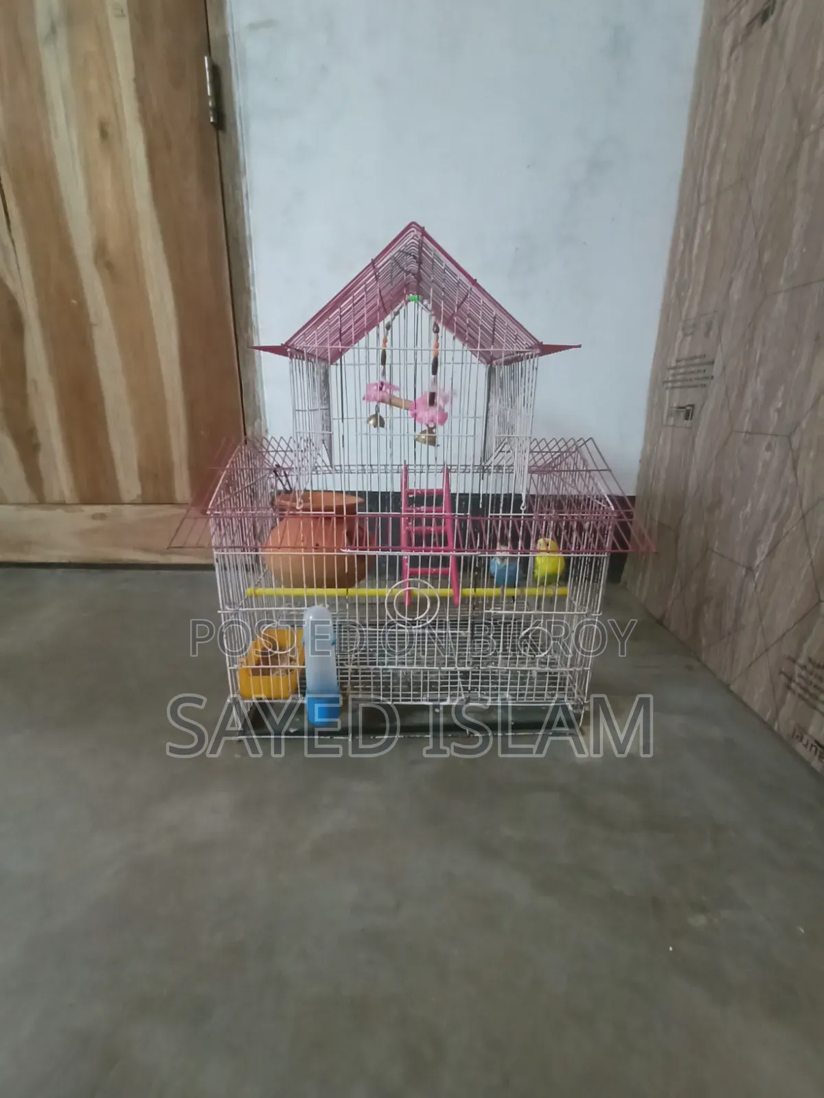 Budgerigar Birds