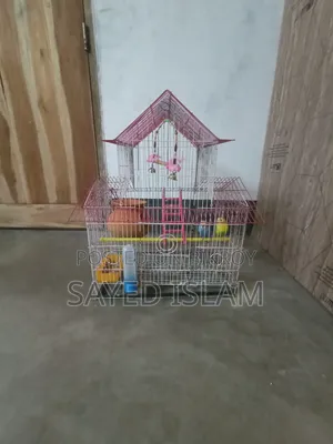 Budgerigar Birds