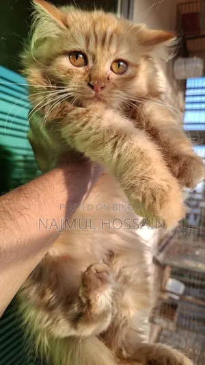 1-3 months Female Purebred Persian