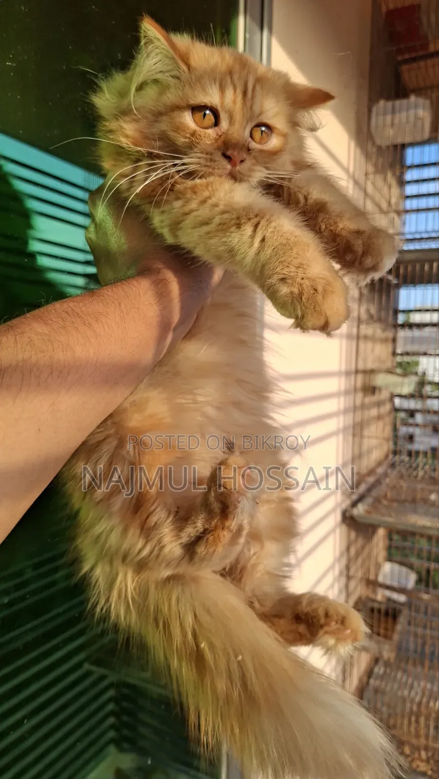 1-3 months Female Purebred Persian