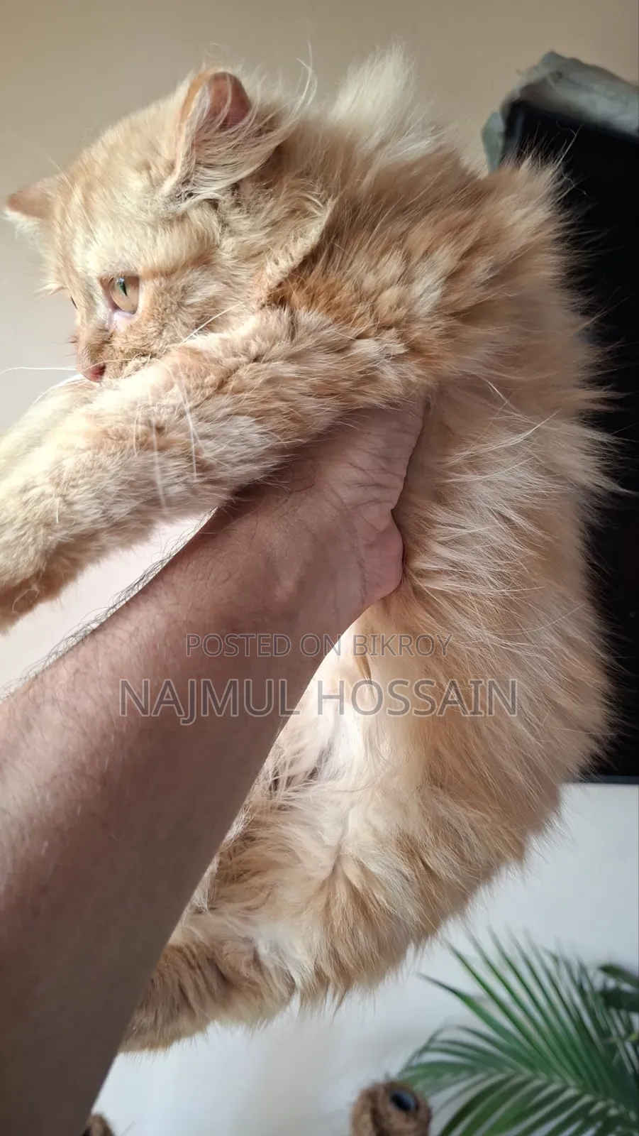 1-3 months Female Purebred Persian