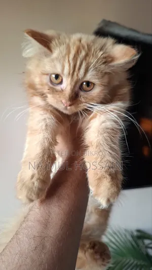 1-3 months Female Purebred Persian