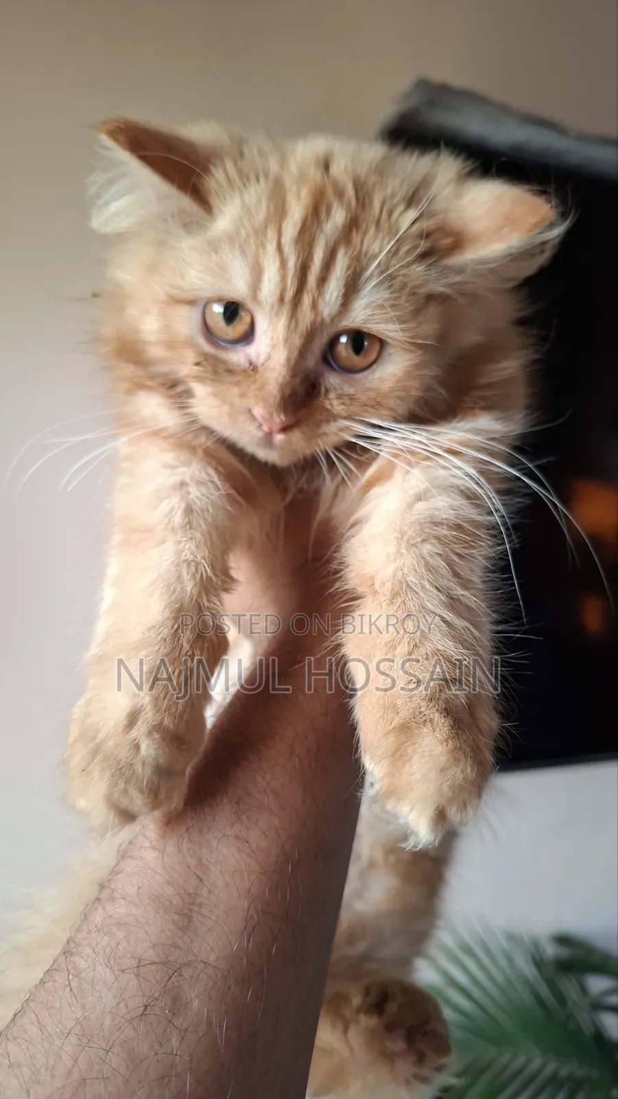 1-3 months Female Purebred Persian