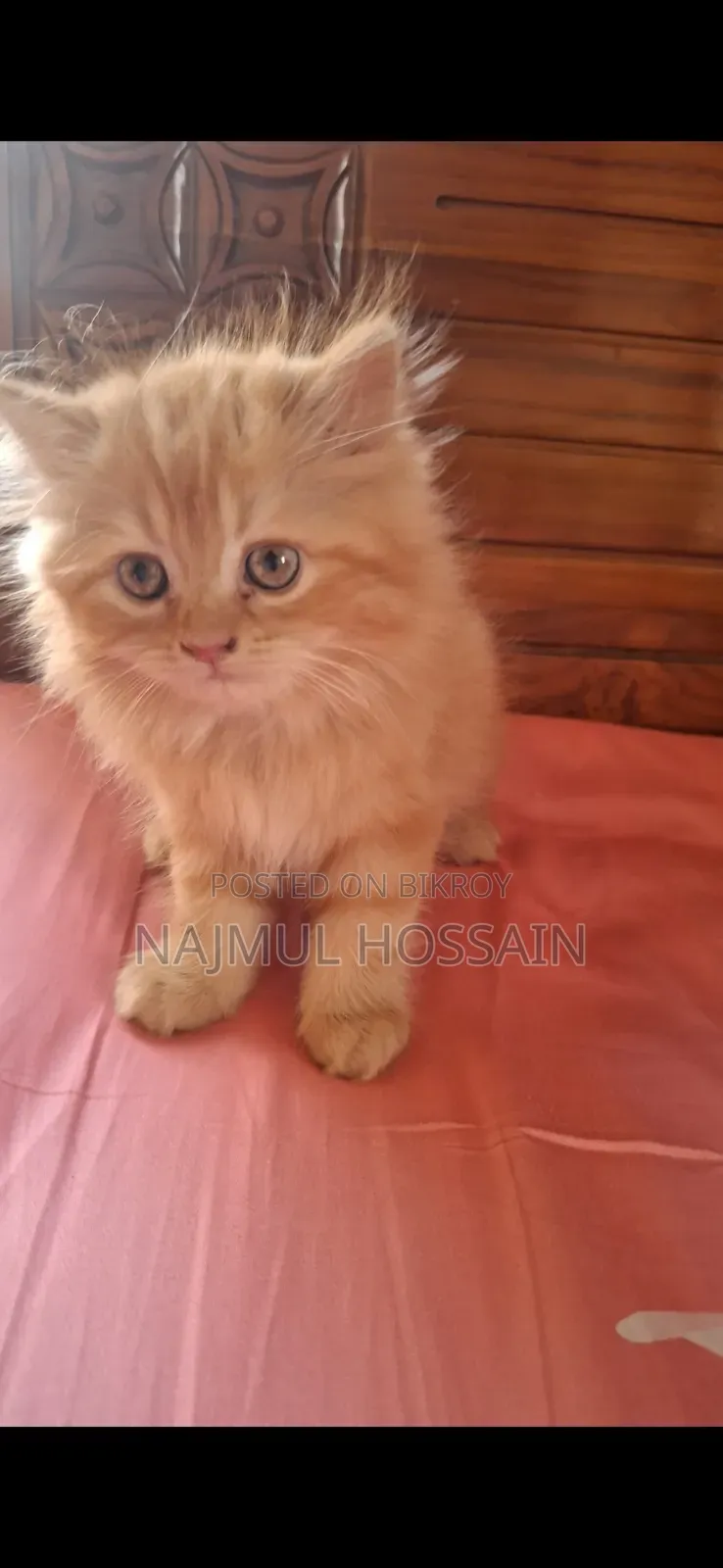1-3 months Female Purebred Persian