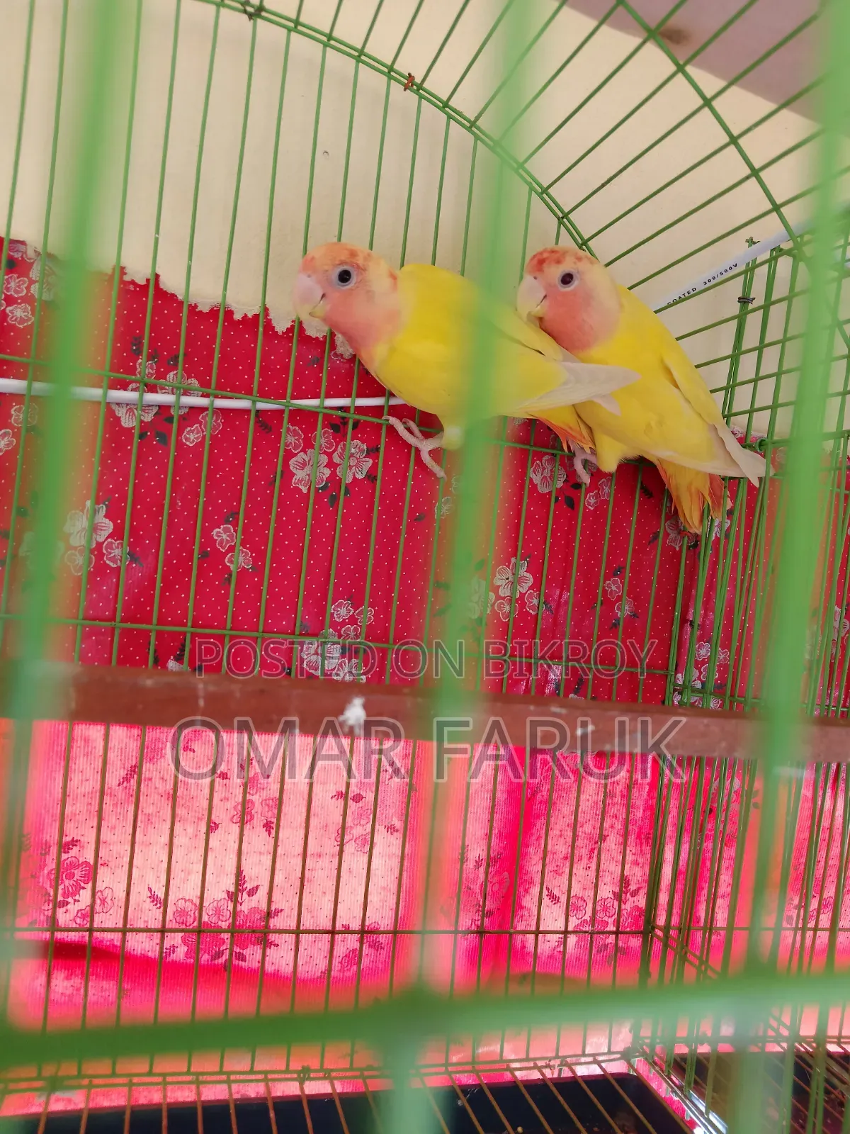 1 Pair Love Birds