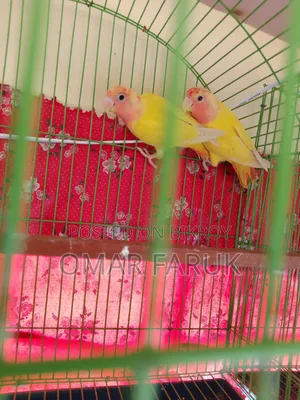 1 Pair Love Birds