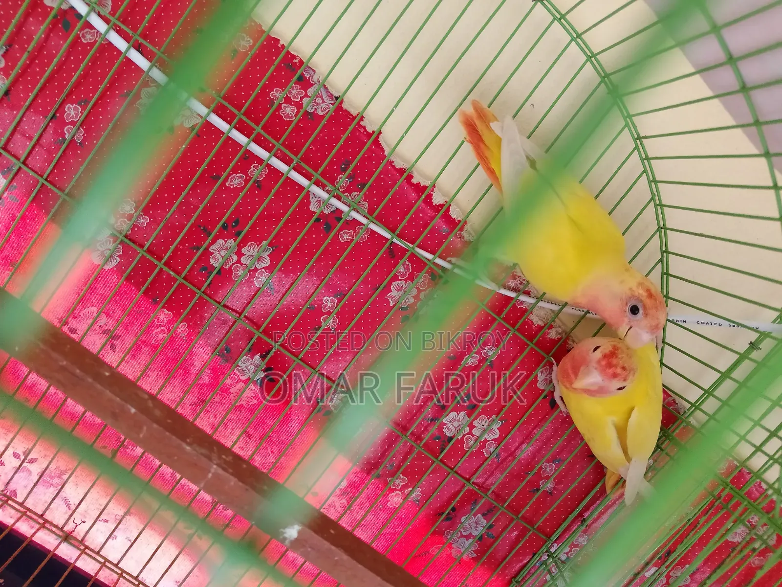 1 Pair Love Birds