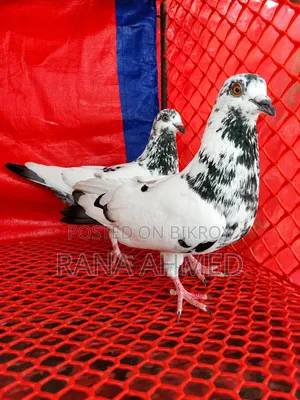 Running Giribaj (Teddy) Pigeon
