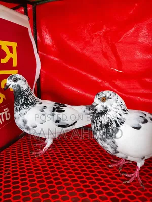 Running Giribaj (Teddy) Pigeon