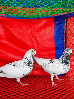 Running Giribaj (Teddy) Pigeon
