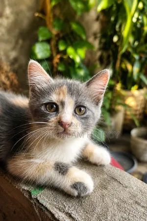 1-3 Months Female Mixed Breed Persian