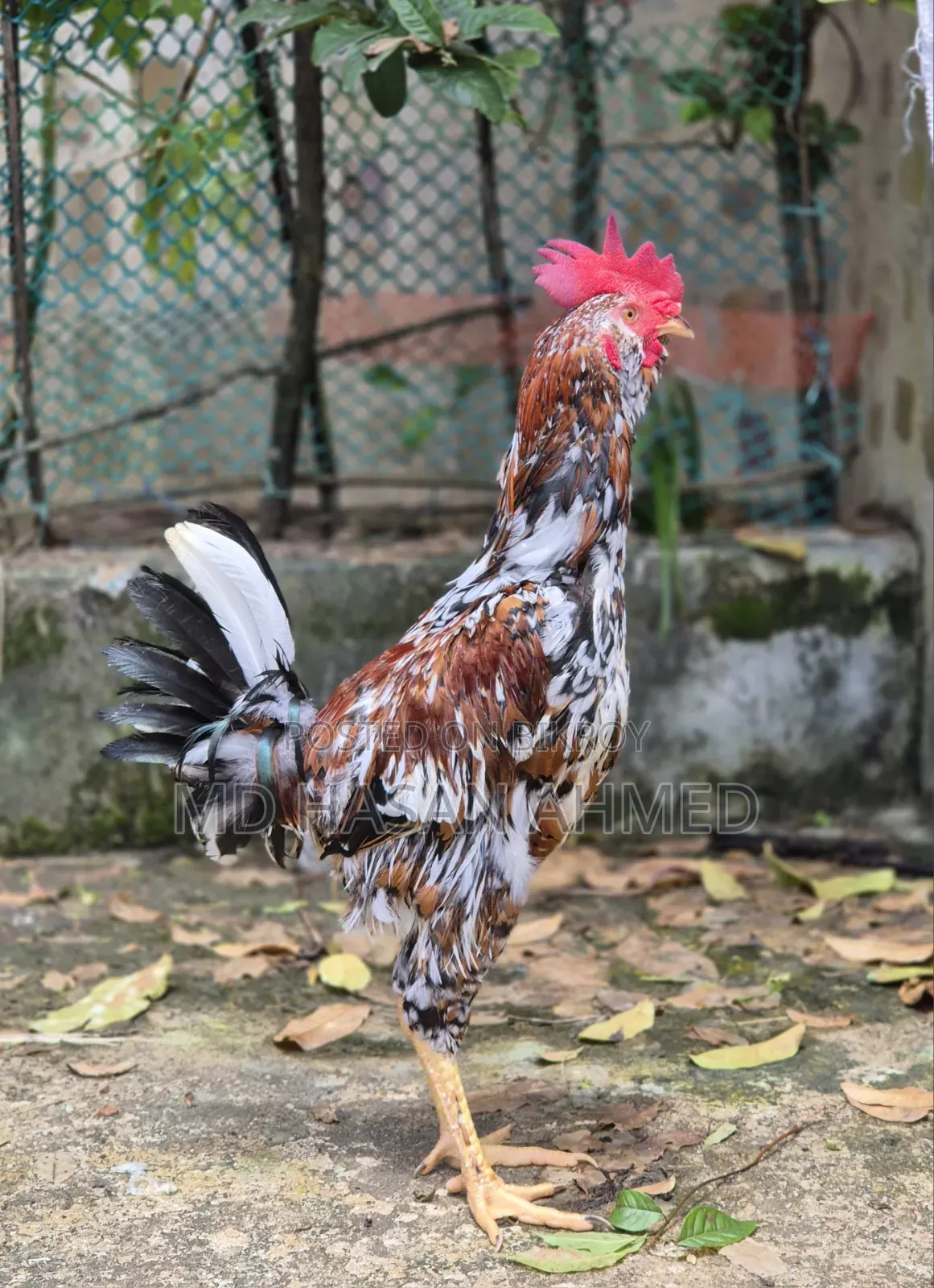 Hill Bearded Lojja Rooster
