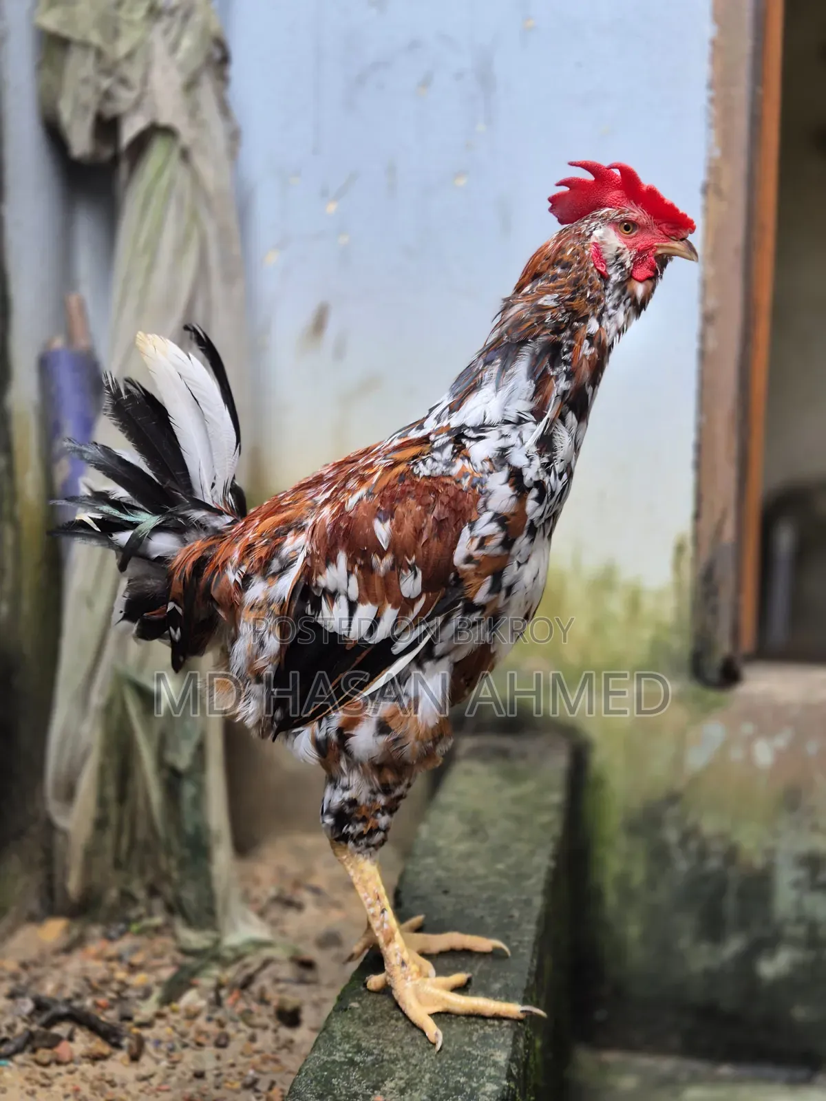 Hill Bearded Lojja Rooster